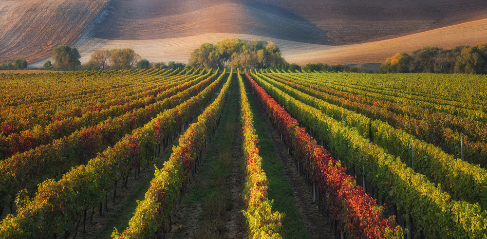vineyard in Autumn a Ales Komovec