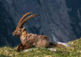 Alpine Ibex