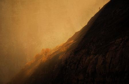 Trees high up in the mountains