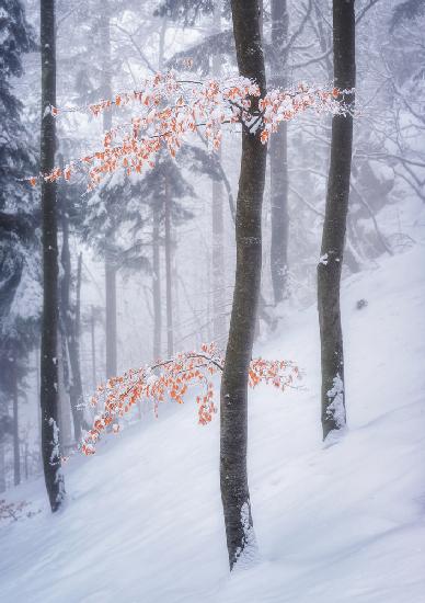 In the winter forest