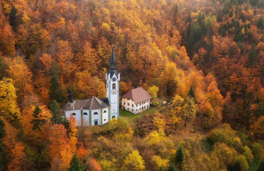 Cathedral in the forest a Ales Krivec