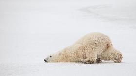 Sliding Bear