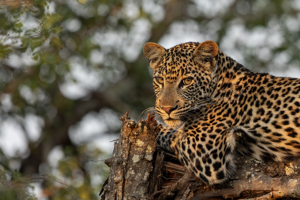 Young Leopard a Alessandro Catta