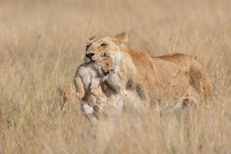 Mother Lioness