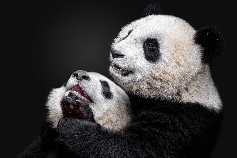 Pandas a Alessandro Catta