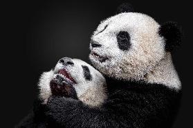 Pandas