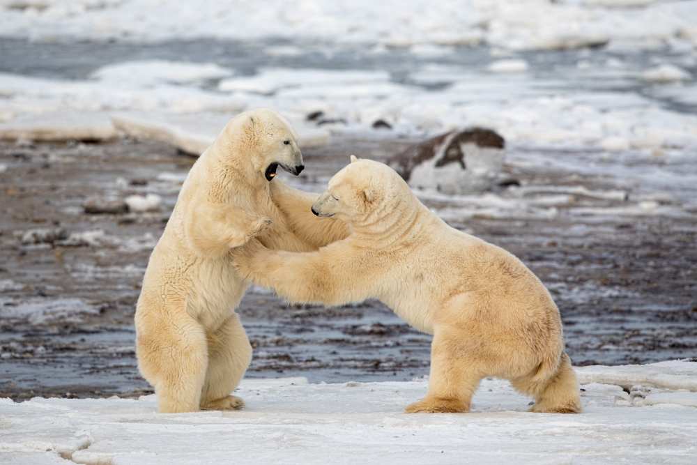 Polar Bears a Alessandro Catta