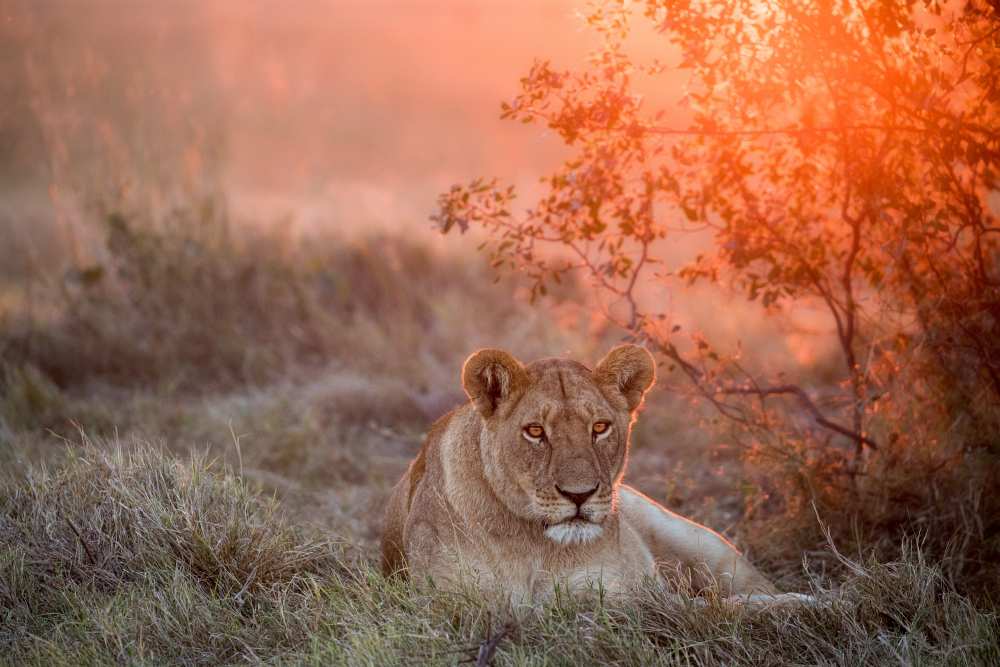 Sunset Lioness a Alessandro Catta