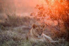 Sunset Lioness