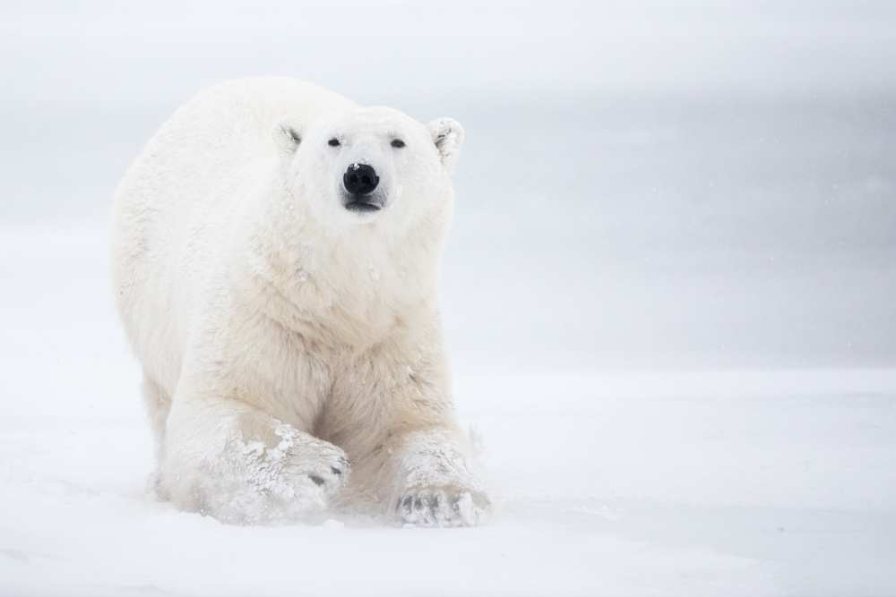 Total White a Alessandro Catta