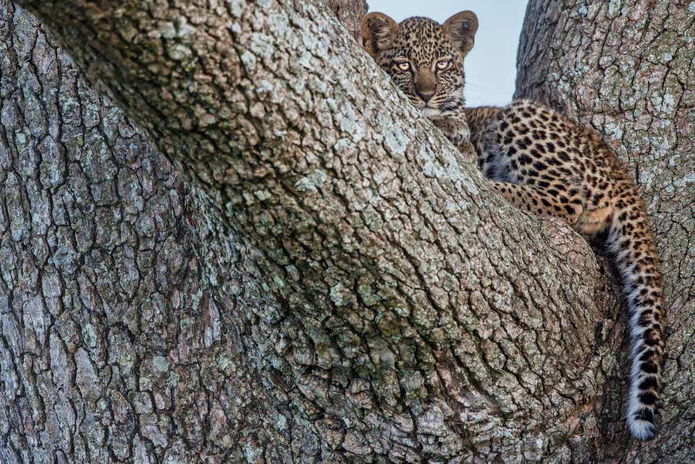 Young Leopard a Alessandro Catta