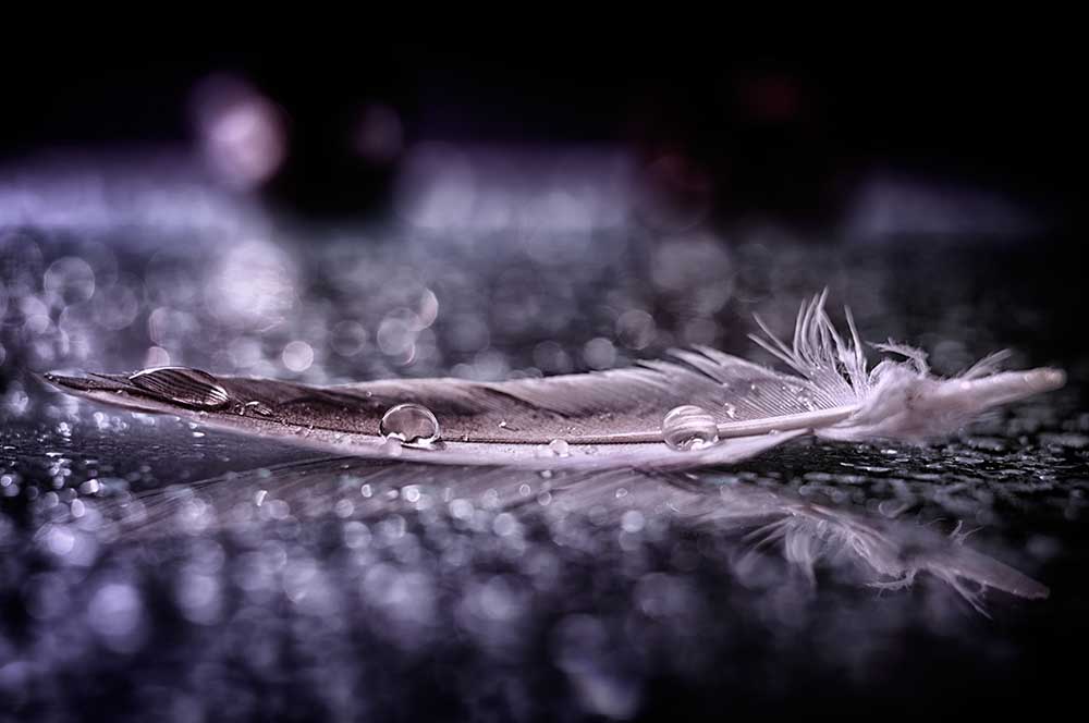 Feather and Drop II a Alessandro Fabiano