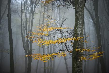 Beech Forest in Autumn