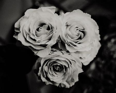 three roses