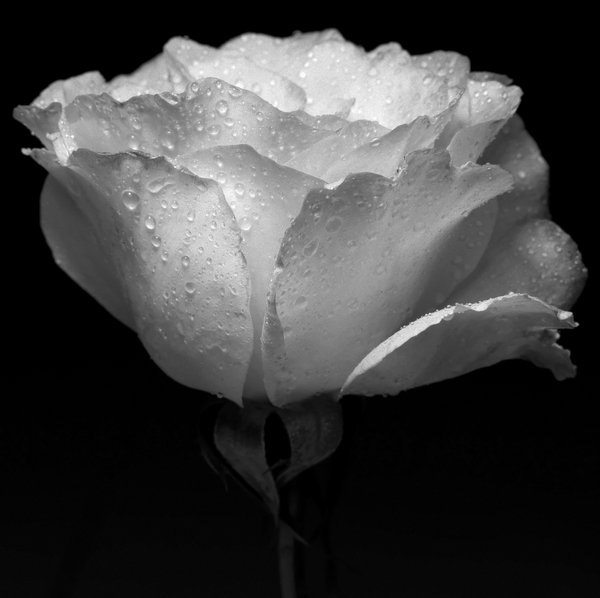 white flower and water a Alex Caminker