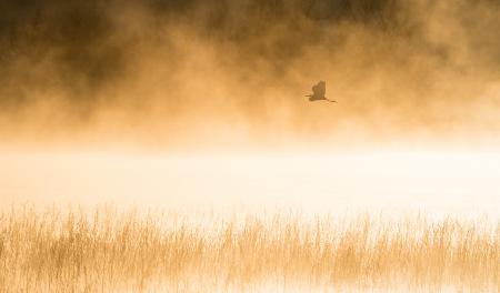 Morning Flight