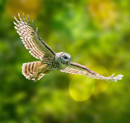 Barred Owl