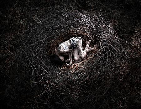 Loneliness in the nest