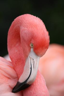 Flamingo a Alexander Kautz