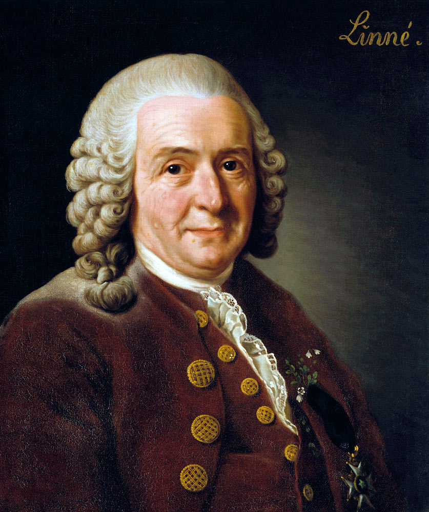 Portrait of Carl Linnaeus (1707-1778) a Alexander Roslin