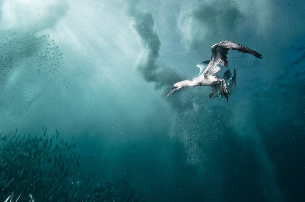 plunge diver a Alexander Safonov