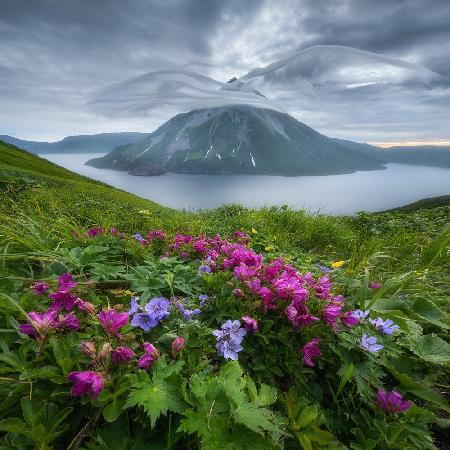 Flowers and wings...