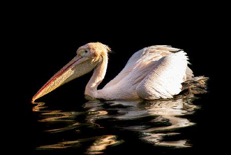 Scrambled pelican