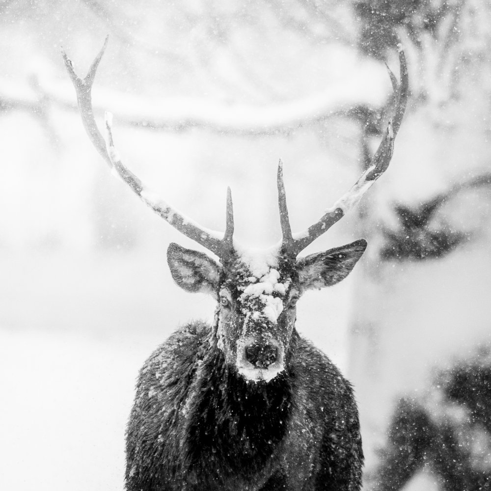 Male deer in heavy snow a Alexandru Handrache