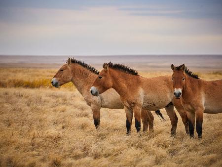 Przewalski s horses