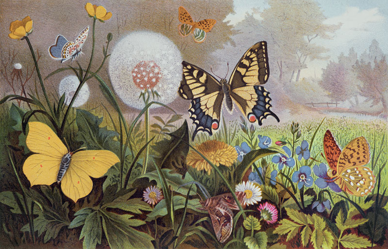 Butterflies, illustration from an Hungarian natural history book, c.1900 (colour litho) a Alfred Brehm