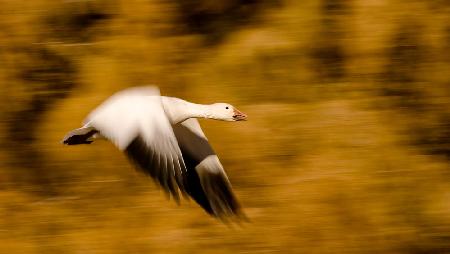 Goose with Cottonwoods