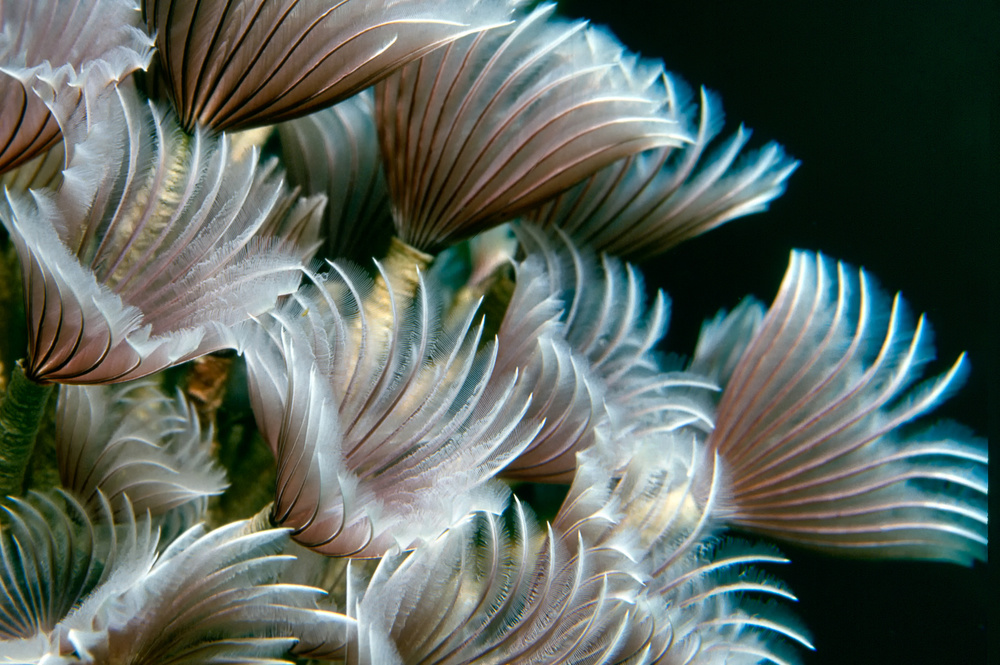 Feather Duster Worms a Alfred Forns