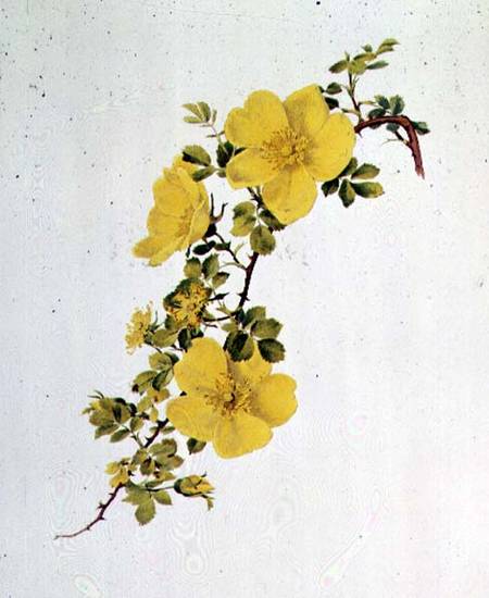 Rosa Foetida a Alfred Parsons