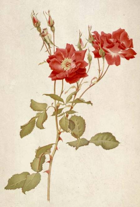 Rose: Bourbon a Alfred Parsons