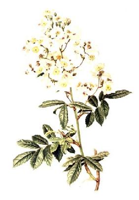 Rosa multiflora