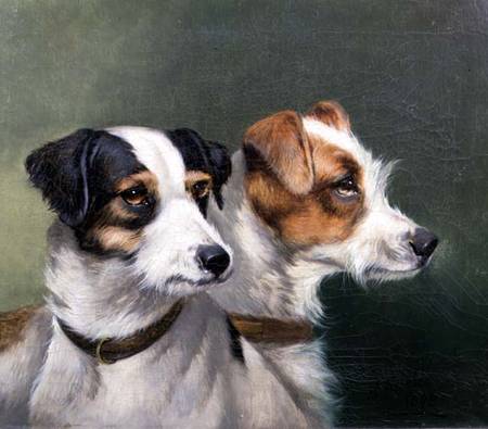 Two Fox Terriers a Alfred Wheeler
