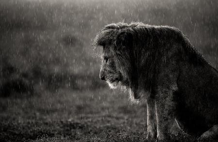 The sad lion