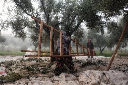 Olive Workers 1