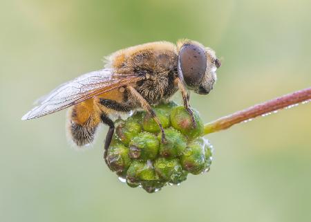 Eristalis Arbustorum (Male)