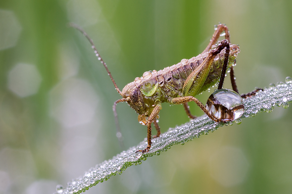 Wet Grasshopper a Ali Rezaeian