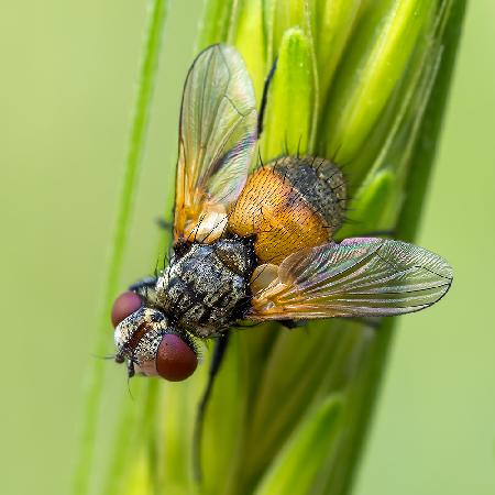 Beautiful Fly