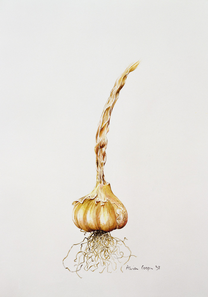 Onion a Alison  Cooper