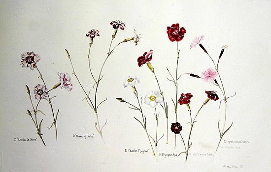 Carnations a Alison  Cooper