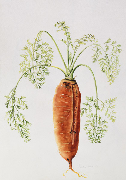Carrot from my Garden (w/c)  a Alison  Cooper