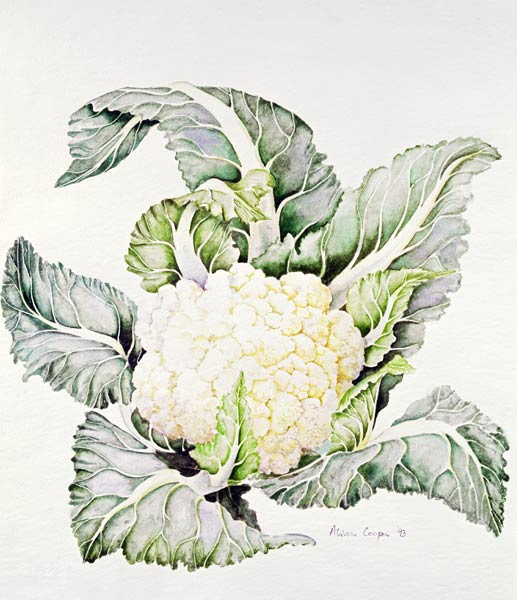 Cauliflower Study, 1993 (w/c)  a Alison  Cooper