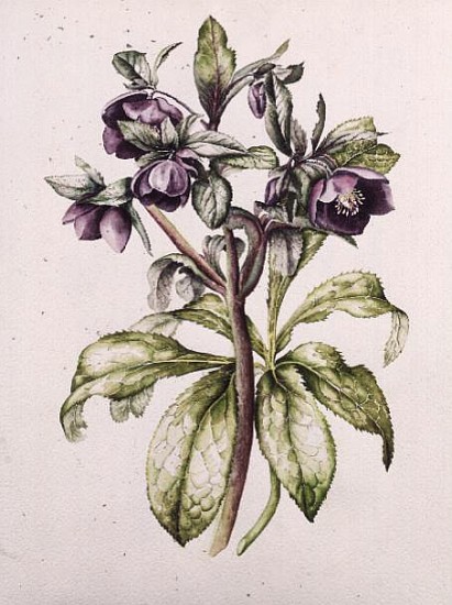 Helleborus Orientalis from Helen Ballard (dark purple flowers)  a Alison  Cooper