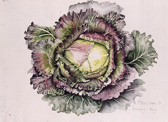 January King Cabbage (w/c)  a Alison  Cooper