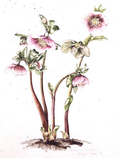 Lenten Rose: Helleborus orientalis (w/c)  a Alison  Cooper