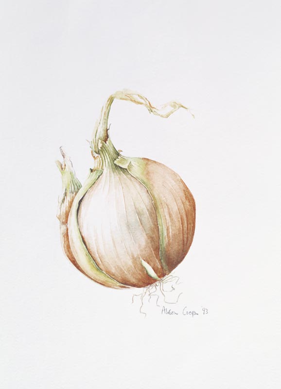 Onion Study, 1993 (w/c)  a Alison  Cooper