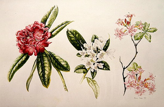 Rhododendron a Alison  Cooper